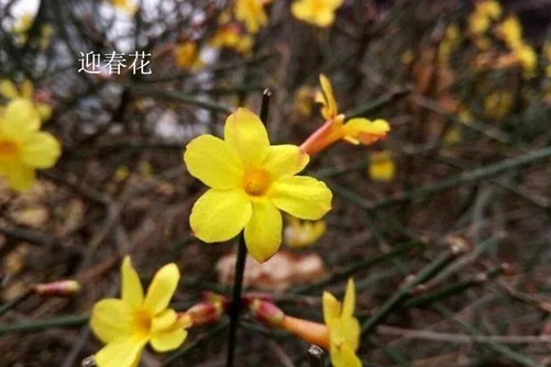 怎样区分迎春花和连翘,看图后再也不会傻傻分不清