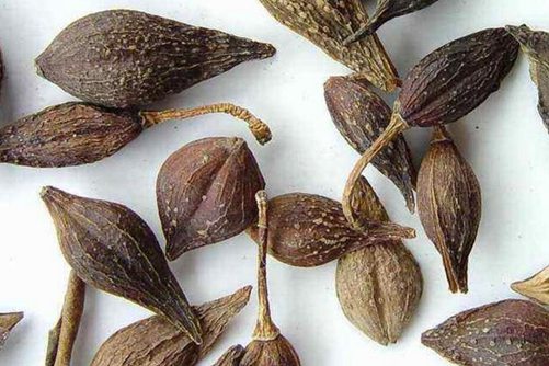 怎样区分迎春花和连翘,看图后再也不会傻傻分不清