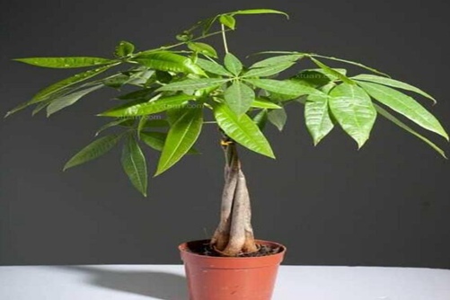 发财树图片,发财树高清图片大全