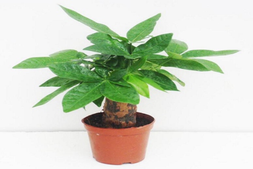 发财树图片,发财树高清图片大全