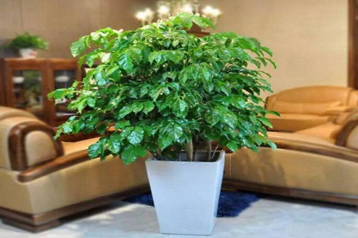 发财树图片,发财树高清图片大全