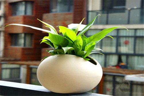 白掌的养殖方法:金、木、水、火、土面面俱到