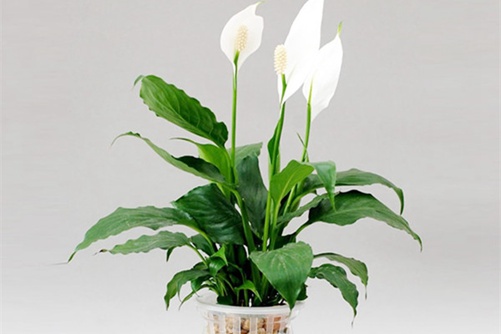 白掌的养殖方法:金、木、水、火、土面面俱到