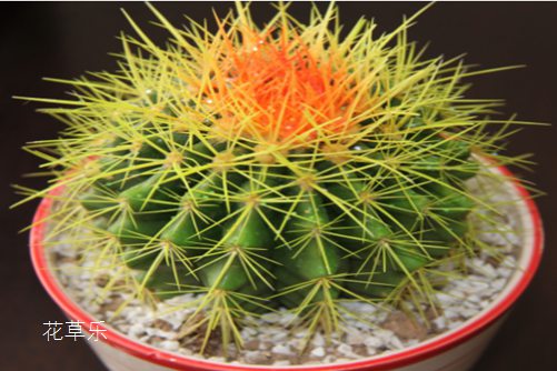 仙人球新生的小球要怎么处理?别丢,让小崽来生崽吧!