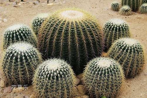 仙人球新生的小球要怎么处理?别丢,让小崽来生崽吧!
