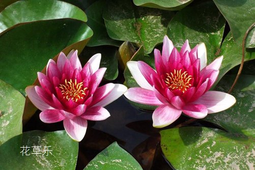 虐狗七夕节将至,七夕节送什么花给女朋友呢?