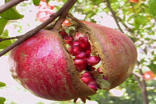 石榴花图片,石榴花高清图片大全