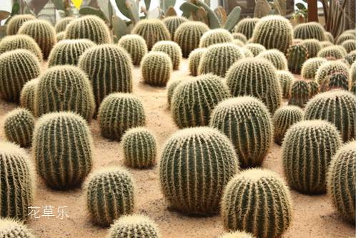 仙人球是怎样繁殖的?学会之后,你家会成为仙人球海洋