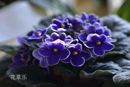 非洲堇怎么浇水,是非洲堇养植的不死秘诀