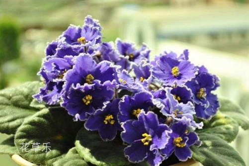 非洲堇怎么浇水,是非洲堇养植的不死秘诀