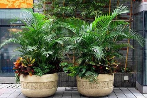 散尾葵图片,散尾葵高清图片大全