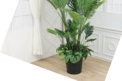 散尾葵图片,散尾葵高清图片大全