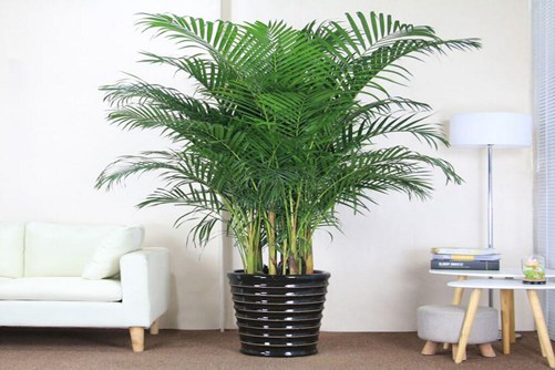 散尾葵图片,散尾葵高清图片大全