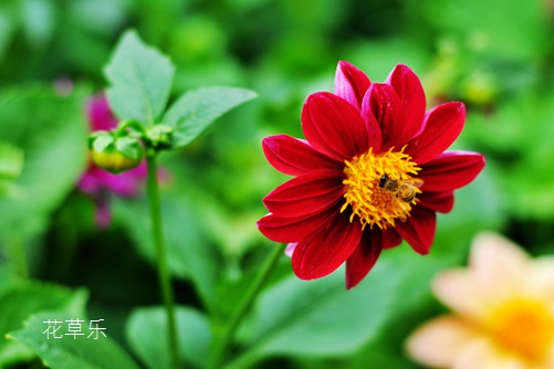 小丽花开花及其管理,把它种下,立马成为“别人家的阳台“!