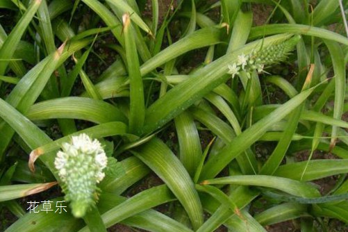 虎眼万年青怎么水培?掌握好以下几点,意外的惊喜在等你!