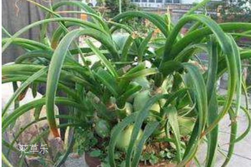 虎眼万年青怎么水培?掌握好以下几点,意外的惊喜在等你!