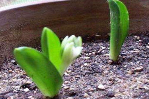 虎眼万年青怎么水培?掌握好以下几点,意外的惊喜在等你!