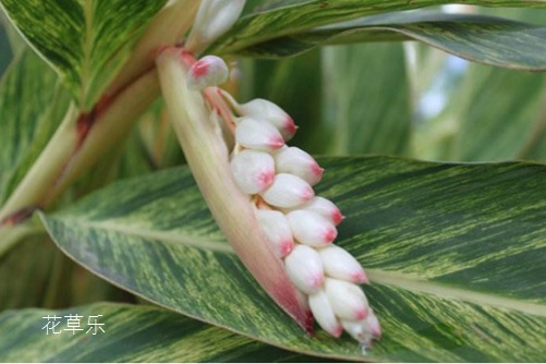 花叶良姜能吃吗?花叶良姜和良姜是一样的吗?