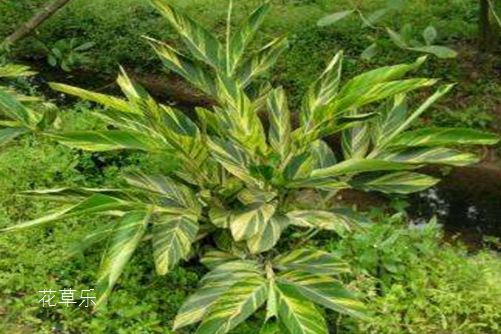 花叶良姜能吃吗?花叶良姜和良姜是一样的吗?