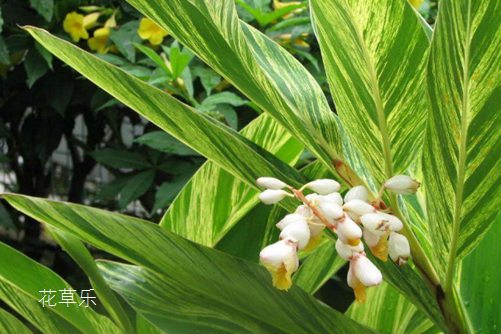 花叶良姜的养殖方法,学会这些,想要养好也不难!