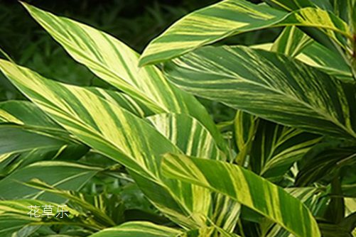 花叶良姜的养殖方法,学会这些,想要养好也不难!