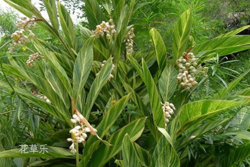 花叶良姜的养殖方法,学会这些,想要养好也不难!