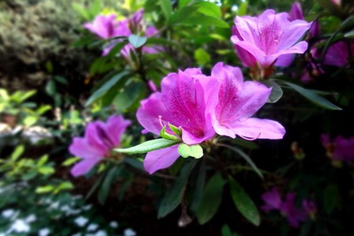 杜鹃花掉叶子怎么办,杜鹃花什么时候开呢?