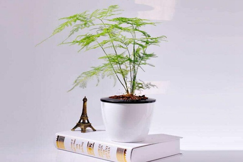 文竹叶子发黄了怎么办?文竹怎么养才不会发黄