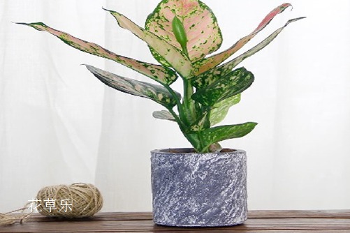 主人,我病了,快救救我:如意皇后常见病虫害与防治方法