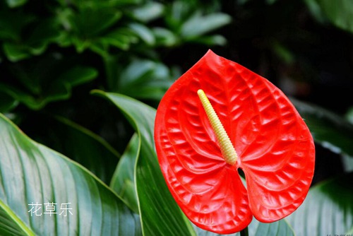 红掌怎么养?红掌叶子下垂的处理方法