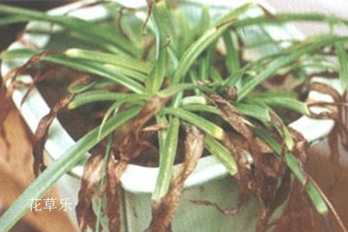 你这样做不是爱她:吊兰病虫害的防病规律、原因和防治方法