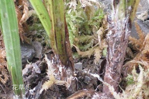 你这样做不是爱她:吊兰病虫害的防病规律、原因和防治方法