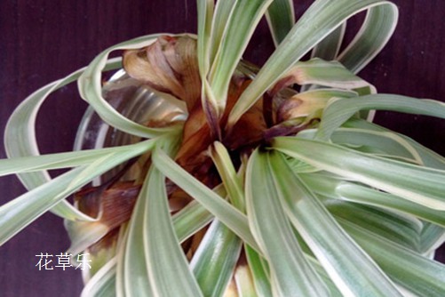 你这样做不是爱她:吊兰病虫害的防病规律、原因和防治方法