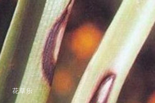 你这样做不是爱她:吊兰病虫害的防病规律、原因和防治方法