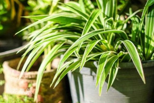 你这样做不是爱她:吊兰病虫害的防病规律、原因和防治方法