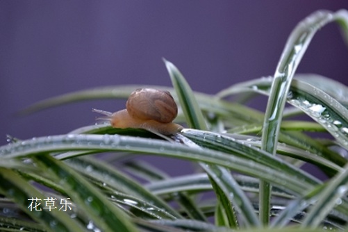 你这样做不是爱她:吊兰病虫害的防病规律、原因和防治方法