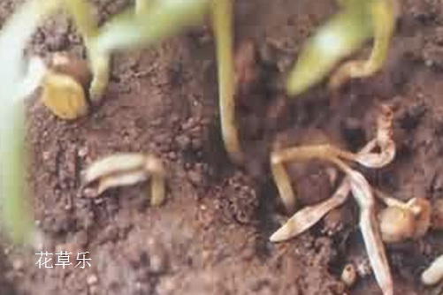 红颜易老,美人迟暮:牵牛花的常见病虫害与防治方法