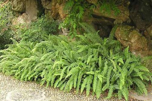 肾蕨怎么养?肾蕨的养殖方法和注意事项