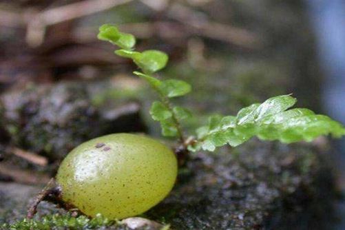 肾蕨怎么养?肾蕨的养殖方法和注意事项