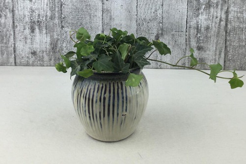 常春藤图片，常春藤图片高清大图