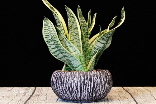 虎皮兰居然有30多个品种你知道吗?虎皮兰怎么移植