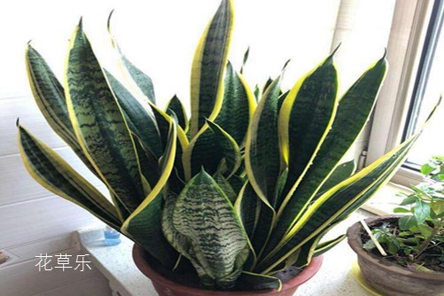 虎皮兰居然有30多个品种你知道吗?虎皮兰怎么移植