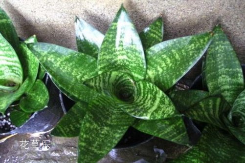 虎皮兰居然有30多个品种你知道吗?虎皮兰怎么移植