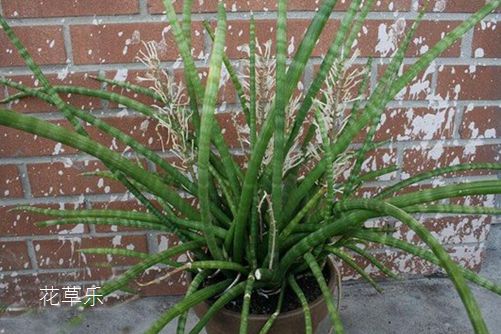 虎皮兰居然有30多个品种你知道吗?虎皮兰怎么移植