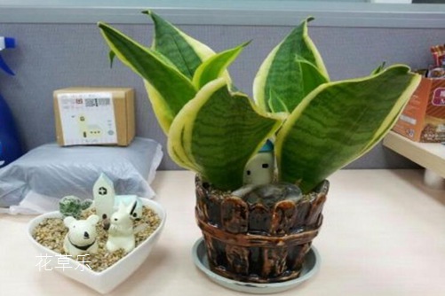 虎皮兰居然有30多个品种你知道吗?虎皮兰怎么移植