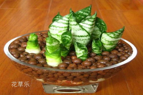 虎皮兰居然有30多个品种你知道吗?虎皮兰怎么移植