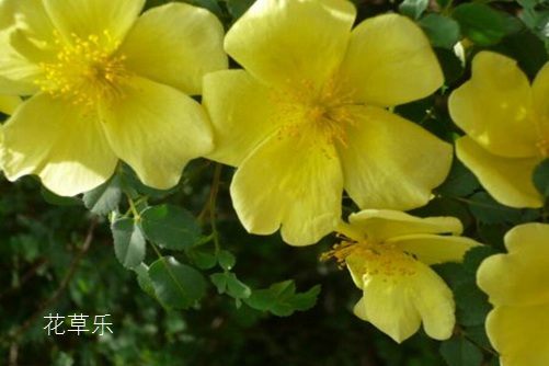 荼蘼花开-末日之美,荼蘼花图片大全!