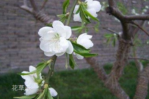 荼蘼花开-末日之美,荼蘼花图片大全!