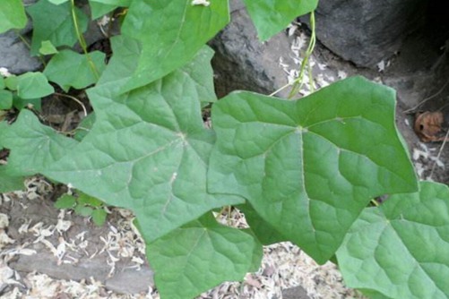 教你慧眼辨别蝙蝠葛,蝙蝠葛的功效介绍