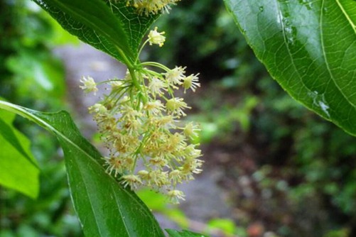 教你慧眼辨别蝙蝠葛,蝙蝠葛的功效介绍